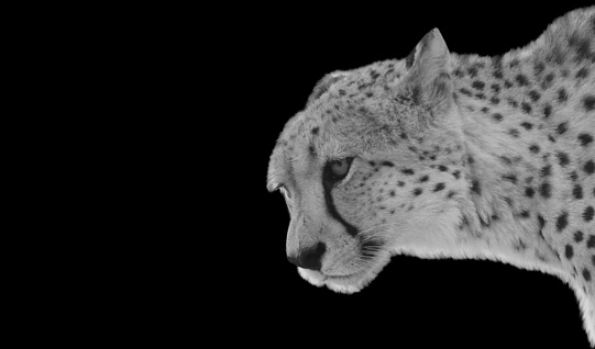 Beautiful Spotted Cheetah Face In The Black Background With Aggressive Eyes