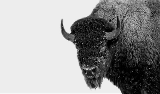 Big Bison Closeup Face On The White Background
