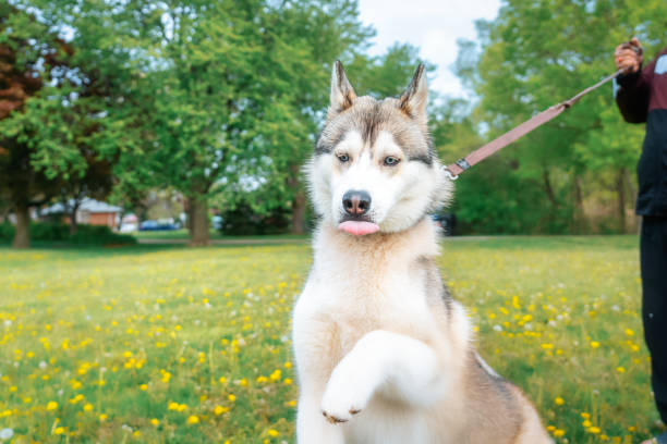 istock Walking a Siberian Husky Dog 1398464334