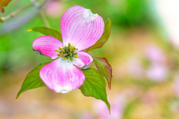 real natural state of the plant
