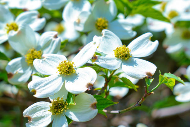 White flowers on the roadside tree in summer