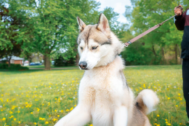 istock Walking a Siberian Husky Dog 1398464347