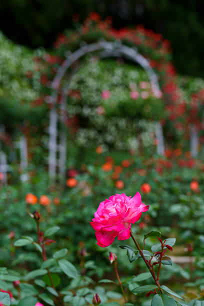 istock Rose flower in the rose garden 1398464361