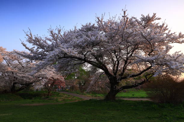 istock Blue sky and cherry blossoms in full bloom 1398465122