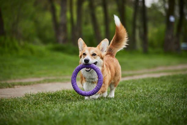 istock Happy Welsh Corgi Pembroke dog playing with puller in the spring park 1398465198