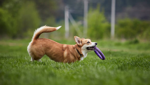 istock Happy Welsh Corgi Pembroke dog playing with puller in the spring park 1398465203