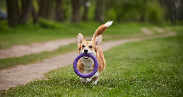 istock Happy Welsh Corgi Pembroke dog playing with puller in the spring park 1398465206