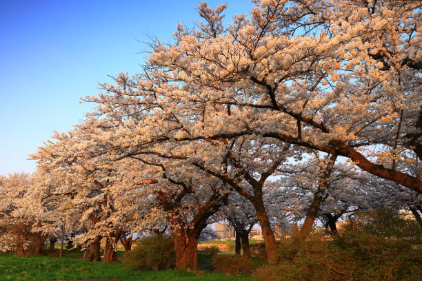 istock Blue sky and cherry blossoms in full bloom 1398465211