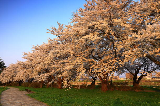 istock Blue sky and cherry blossoms in full bloom 1398465216