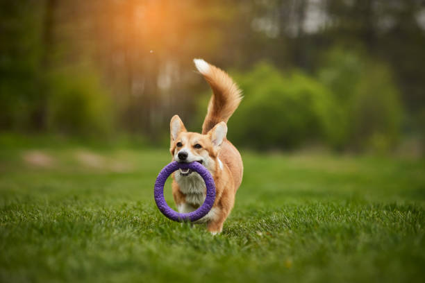 istock Happy Welsh Corgi Pembroke dog playing with puller in the spring park 1398465220