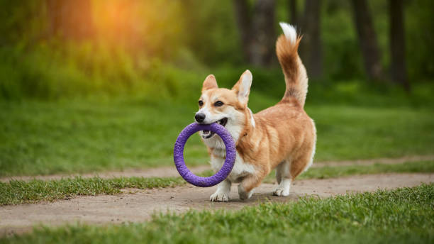 istock Happy Welsh Corgi Pembroke dog playing with puller in the spring park 1398465224