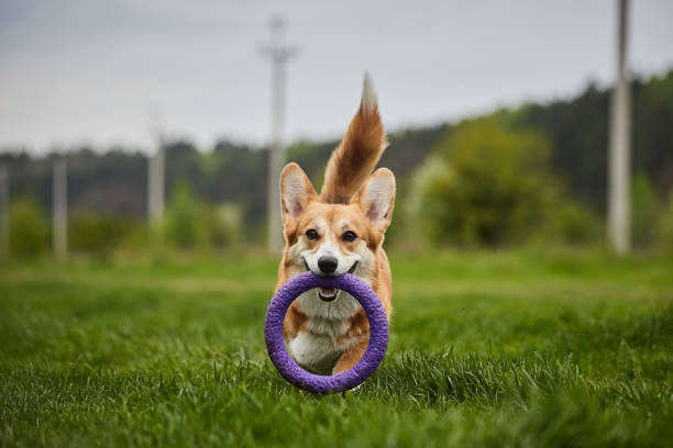 istock Happy Welsh Corgi Pembroke dog playing with puller in the spring park 1398465227