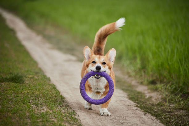 istock Happy Welsh Corgi Pembroke dog playing with puller in the spring field 1398465267