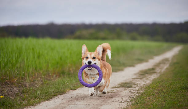 istock Happy Welsh Corgi Pembroke dog playing with puller in the spring field 1398465294