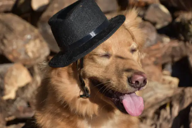 Funny dog wearing a black top hat on a fall day outdoors.