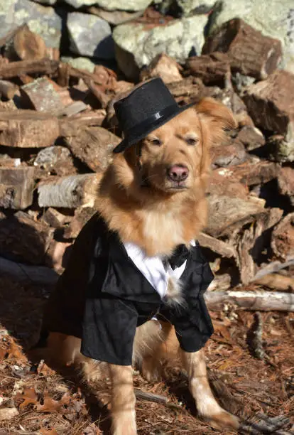 Silly golden dog wearing a black top hat and suit in the fall.
