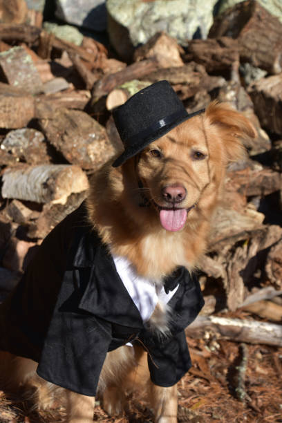 istock Very Cute with a Dog Wearing a Hat and Suit 1398465582