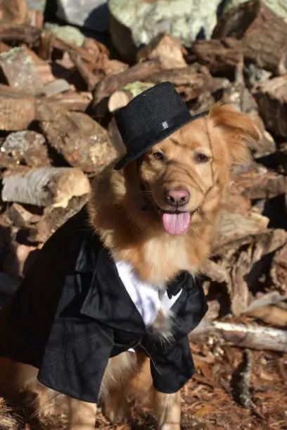 Adorable golden dog wearing a black hat and a suit on Halloween.