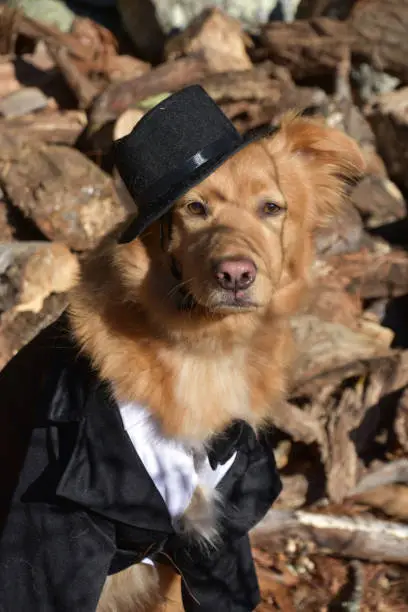 Funny pilgrim dog wearing a black suit and a hat on Thanksgiving.
