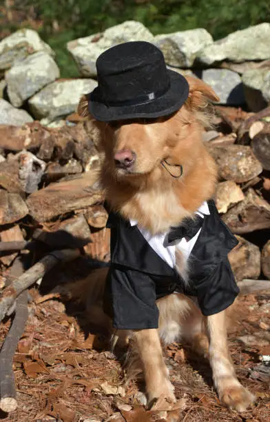 Silly pilgrim dog wearing a black hat and suit for Thanksgiving day.