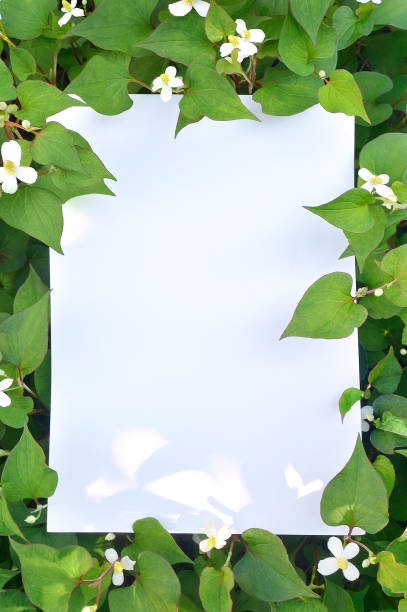 istock Field of Houttuynia(Dokudami) 1398466473