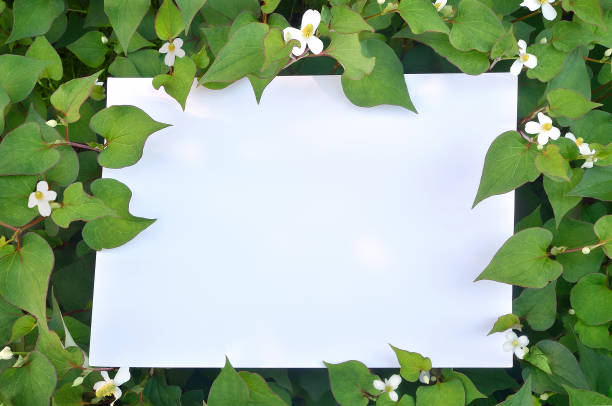 istock Field of Houttuynia(Dokudami) 1398466474
