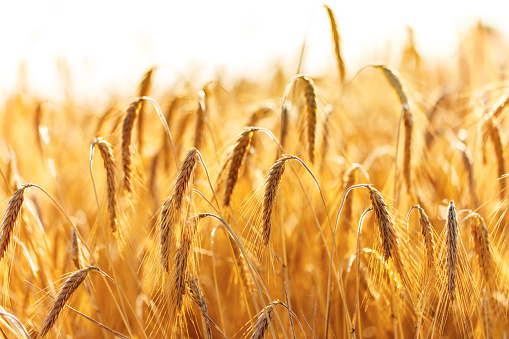 Ripe ears in the wheat field