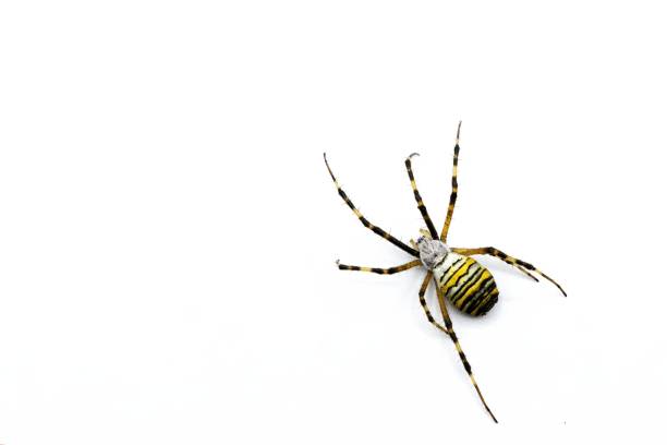 a big spider, argiope bruennichi, wasp spider, is a species of orb-web spide isolated on white background - getingspindel bildbanksfoton och bilder
