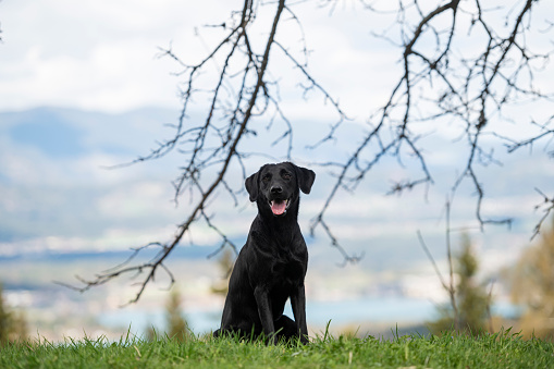Beautiful purebred black labrador retriever dog sitting in a grass in spring nature.