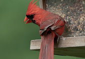 Male Northern Cardinal on the bird feeder