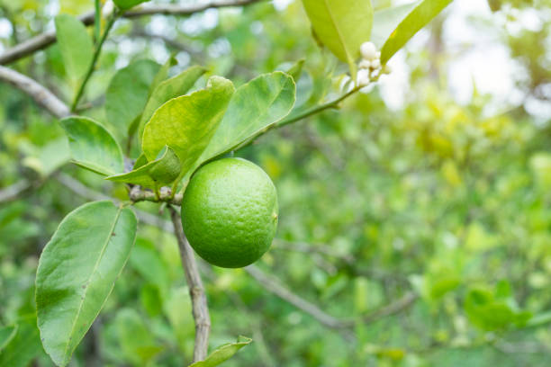 istock close up fresh lemon from tree branch in the garden 1398472830