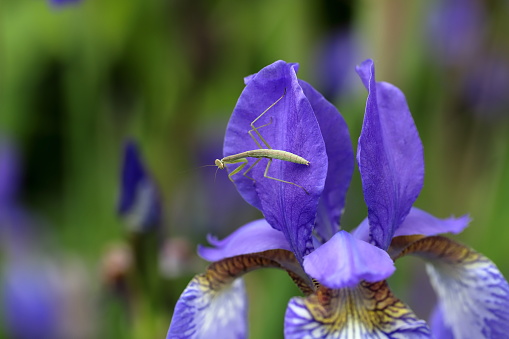 Iris sanguinea is a rhizomatous flowering plant in the genus Iris and in the series Sibiricae.A small Mantis rest on the Iris sanguinea flower. Iris sanguinea is a rhizomatous flowering plant in the genus Iris and in the series Sibiricae.