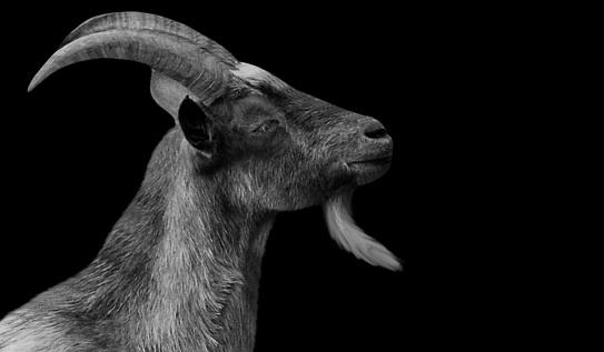 Big Horn Goat Looking Up In The Dark Background