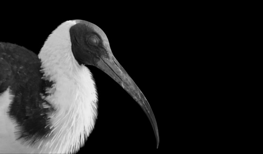 Long Beak Ibis Bird Portrait Face On The Dark Background