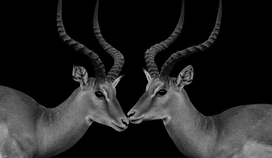 Two Couple Impala Kiss On The Dark Black Background