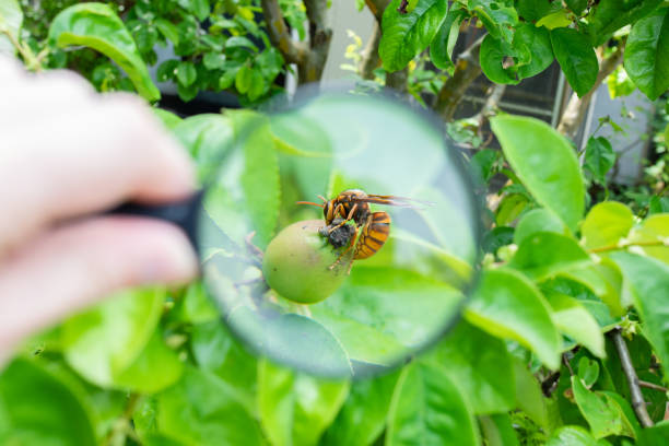 istock view the wasps with a magnifying glass 1398474846