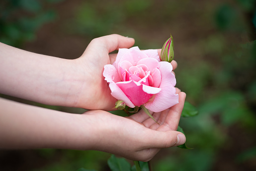 Child's hand touching a pink rose