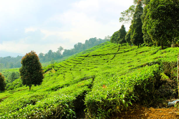 istock Tea Plantation and Trees in Ciwidey 1398475798
