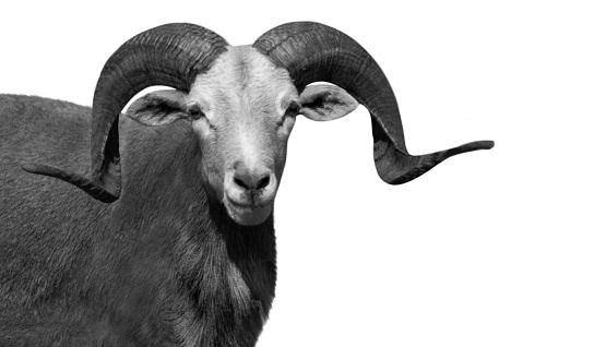 Big Horn Ovis Vignei Sheep Smiling Face