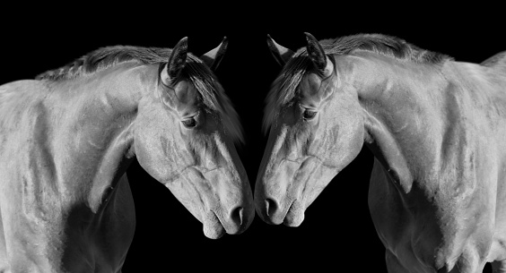 Two Horse Touching Her Face And Loving On The Black Background