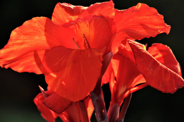 bright morning - gladiolus single flower flower tropical climate imagens e fotografias de stock