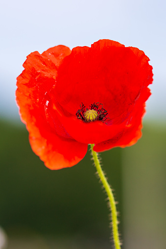 Detail of a Heart of the red Poppy - Papaver rhoeas, with the seedbox and flower pistils