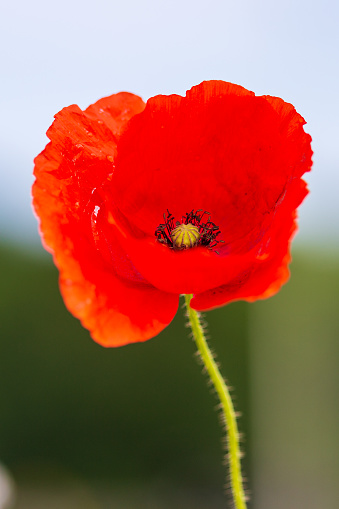 Red Poppy and Bud - field flowers summer