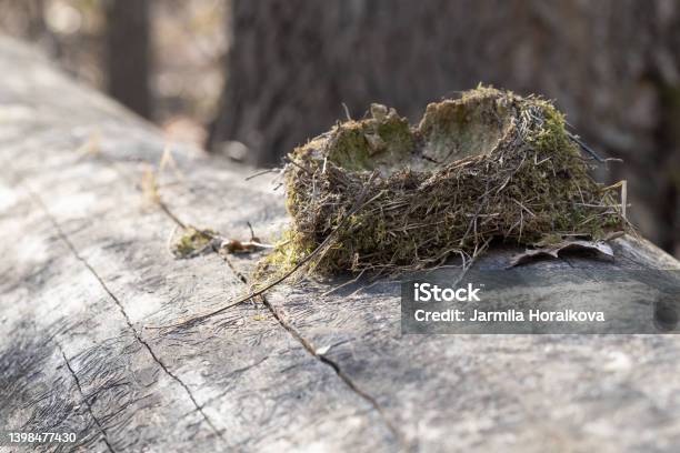 Empty Bird Nest Lying On Tree Trunk Stock Photo - Download Image Now - Bird's Nest, Abandoned, Absence