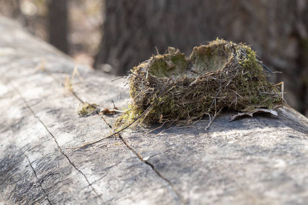 empty bird nest lying on tree trunk - wild abandon imagens e fotografias de stock