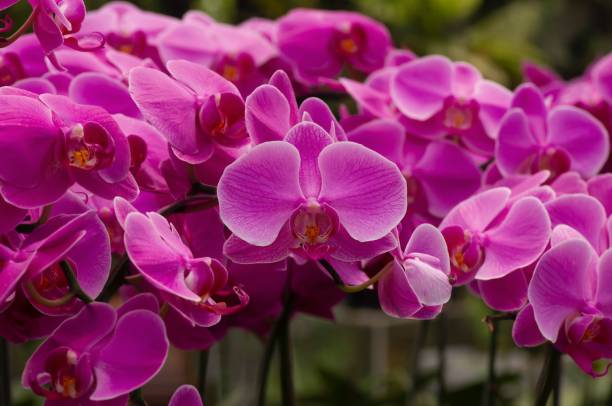 istock Pink Moth orchids (Phalaenopsis amabilis), also known as the moon orchid 1398477831