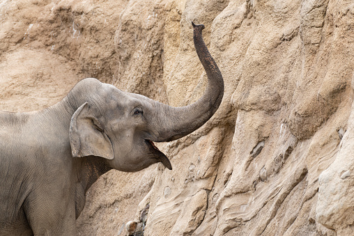 an Elephant moves across the plains of southern Africa