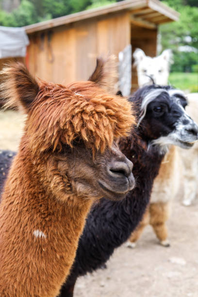istock Cute alpacas and lamas at animal farm 1398478665