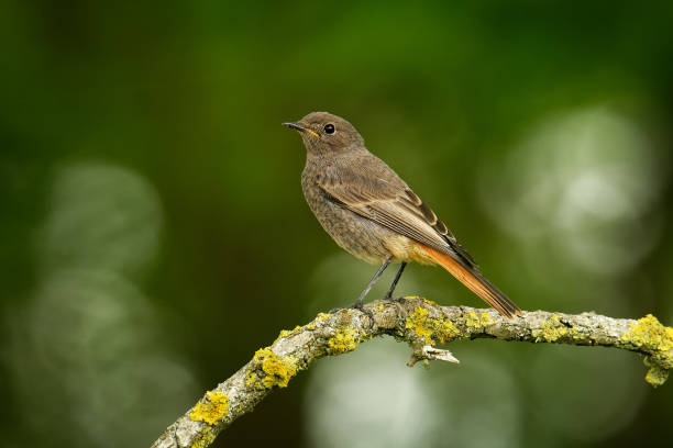 phoenicurus ochruros noir chez phoenicurus, muscicapidae, reproducteur en europe du sud et centrale et en asie et au nord-ouest de l’afrique, oiseau sur la branche à fond vert - phoenicurus photos et images de collection