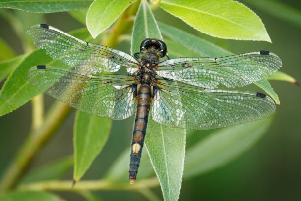 大きな白い顔のダーター - leucorrhinia pectoralisまたは黄色い斑点を付けられた白い顔の小さなトンボ属leucorrhiniaは、libellulidae科の、その腹部の大きな黄色の7番目の部分、緑の葉の上に。 - pectoralis ストックフォトと画像